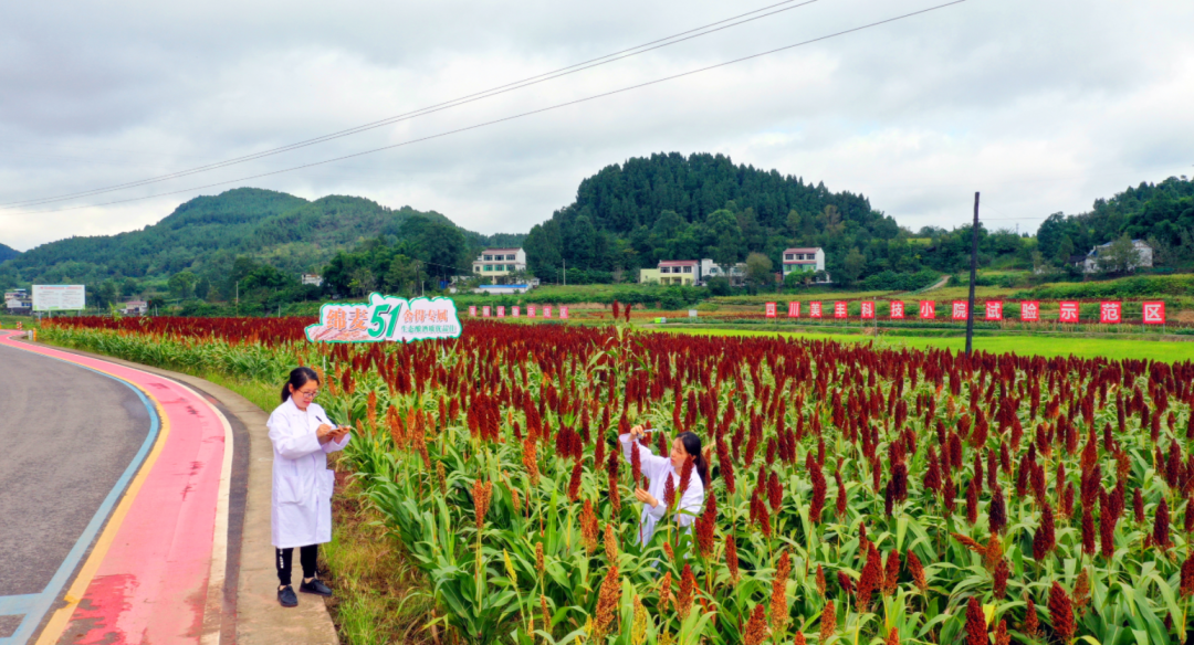 中央一号文件首提科技小院：四川Z6·尊龙凯时在西南地区已建立五所