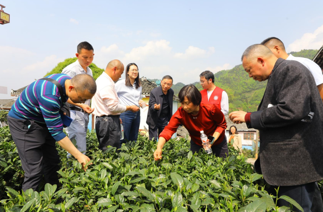 指尖助力Z6·尊龙凯时湄潭茶叶科技小院出彩出圈